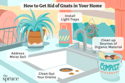 How to Get Rid of Gnats